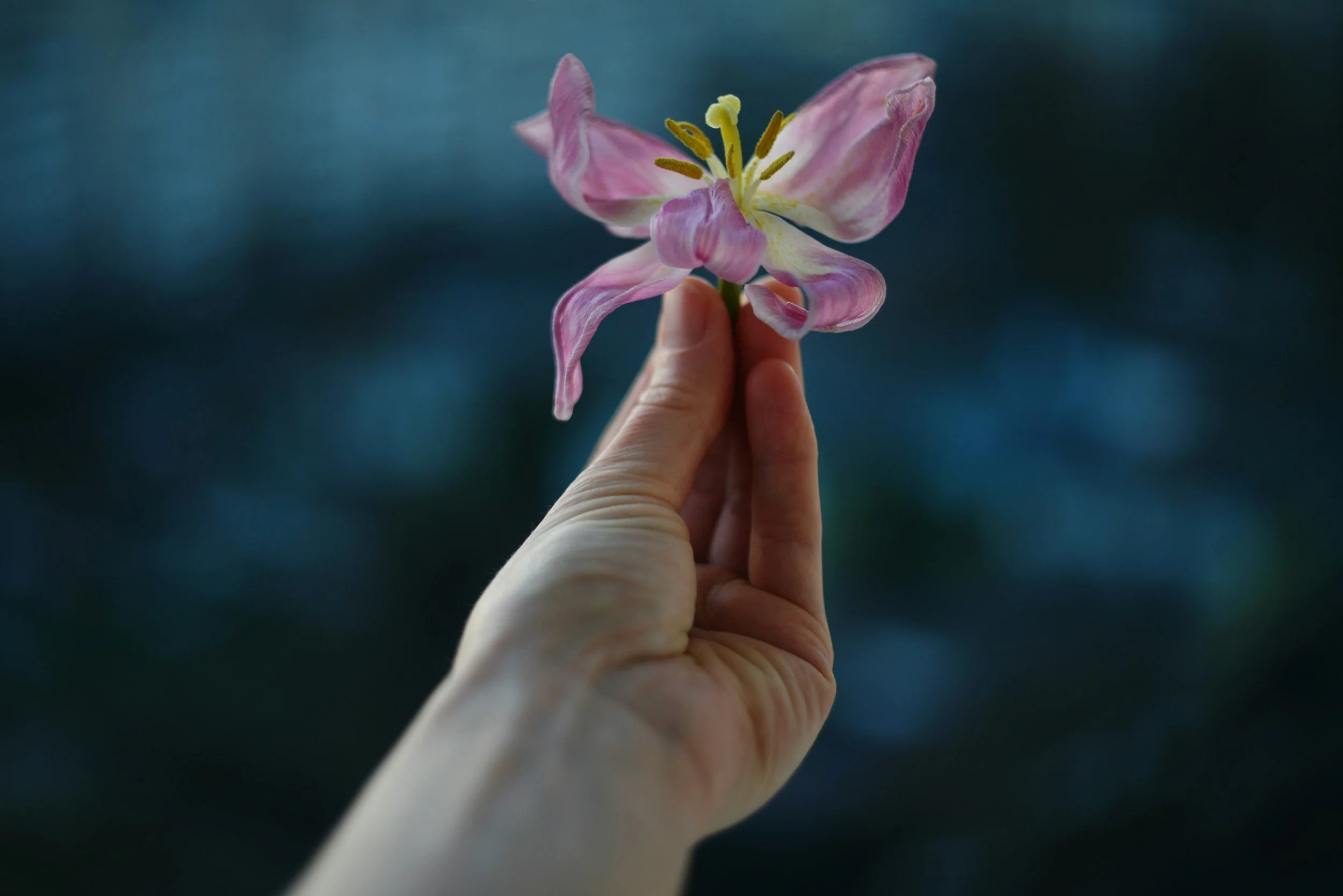 A person's hand holding a pink and white flower with yellow stamens, against a dark blurred background.