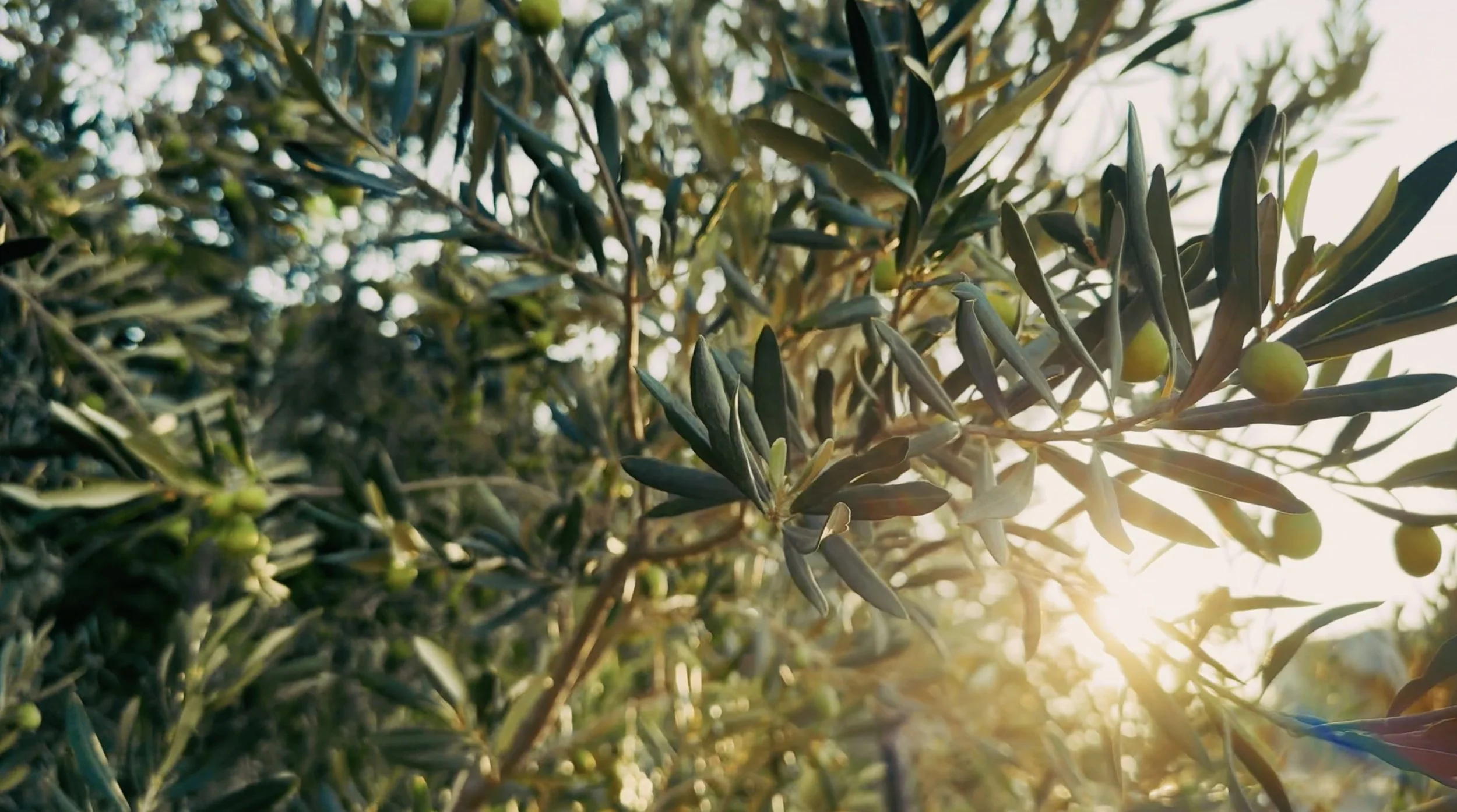 Fallback olive image.jpg