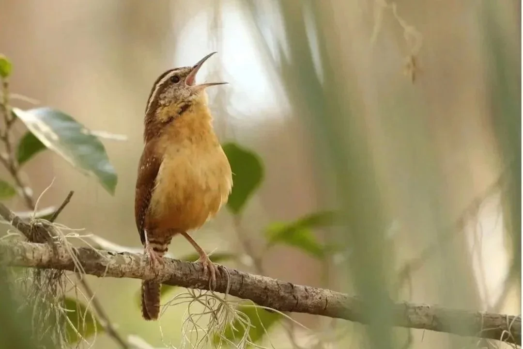 A daily vocal warm-up