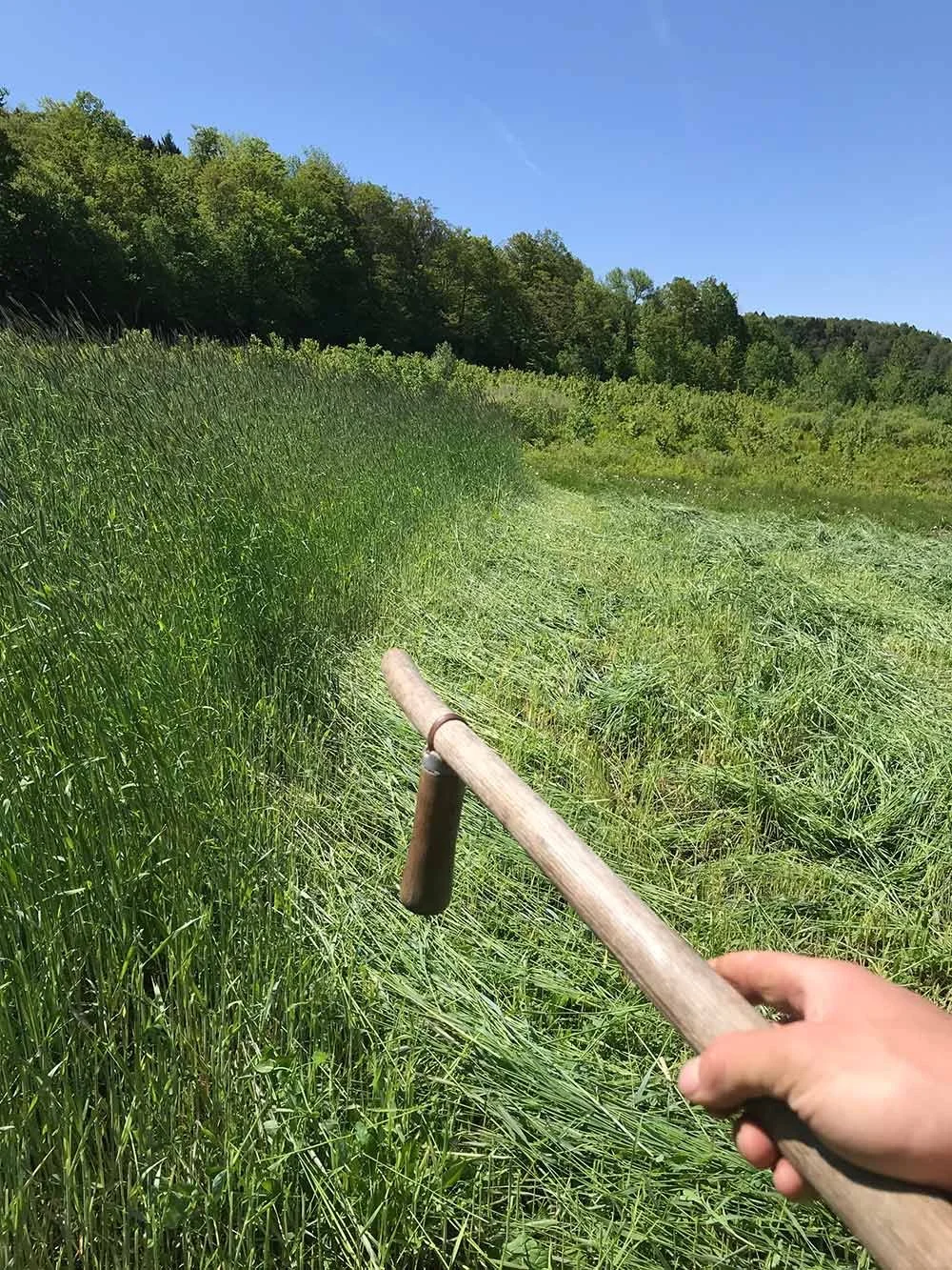 A person holding a scythe in a grassy field next to a dense forest on a sunny day with clear blue sky.