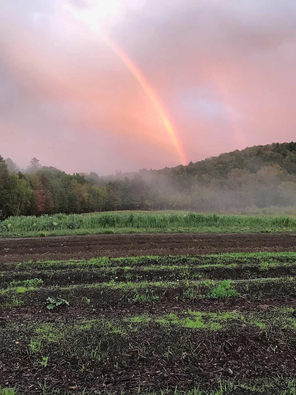 A rainbow over a farm field with soil and green plants, surrounded by trees and hills, under a pink and purple sky.