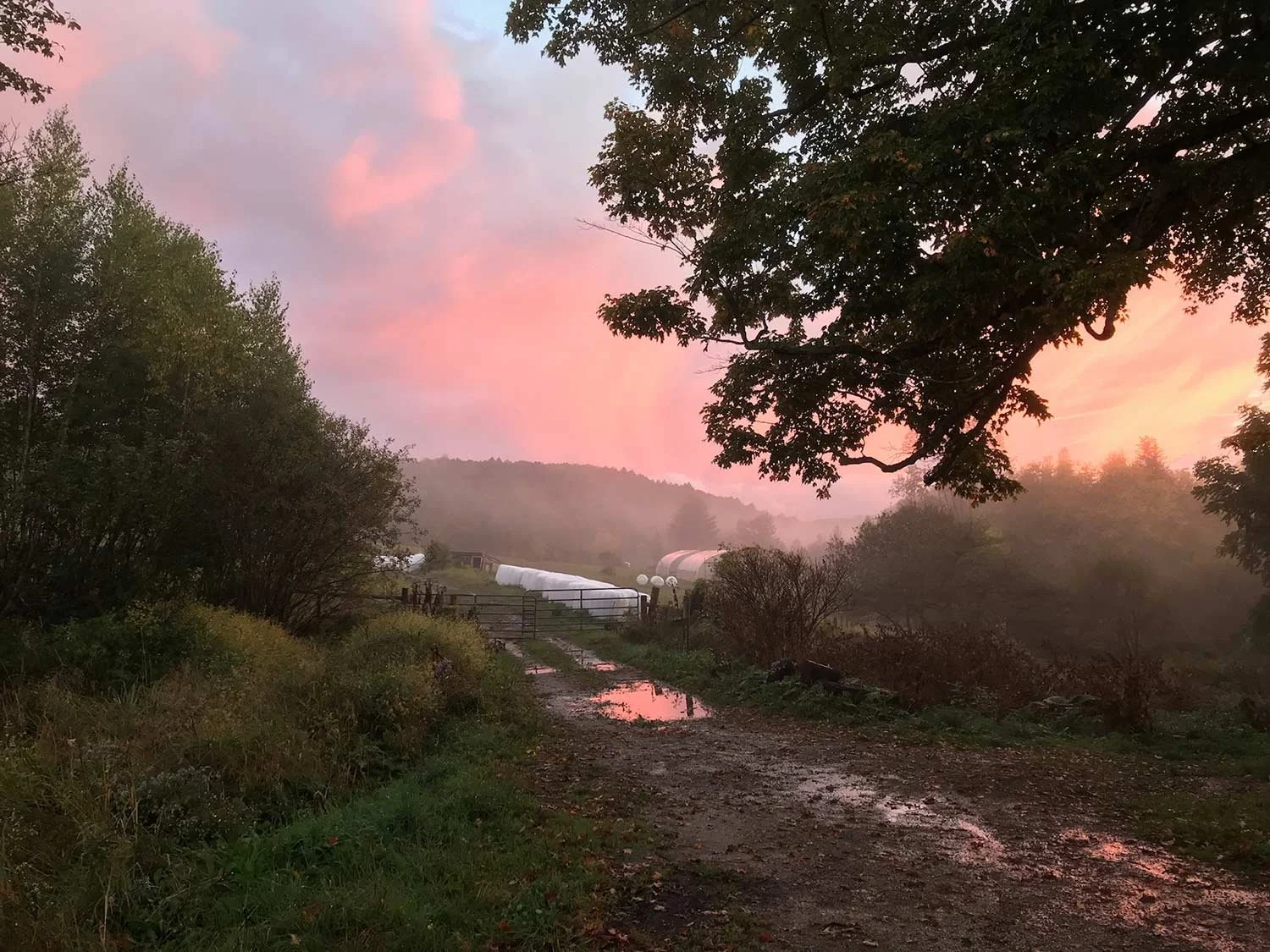 A scenic rural landscape at dawn with a dirt path, trees on both sides, pink and purple sky, distant hills, and reflections of the sky in puddles on the ground.