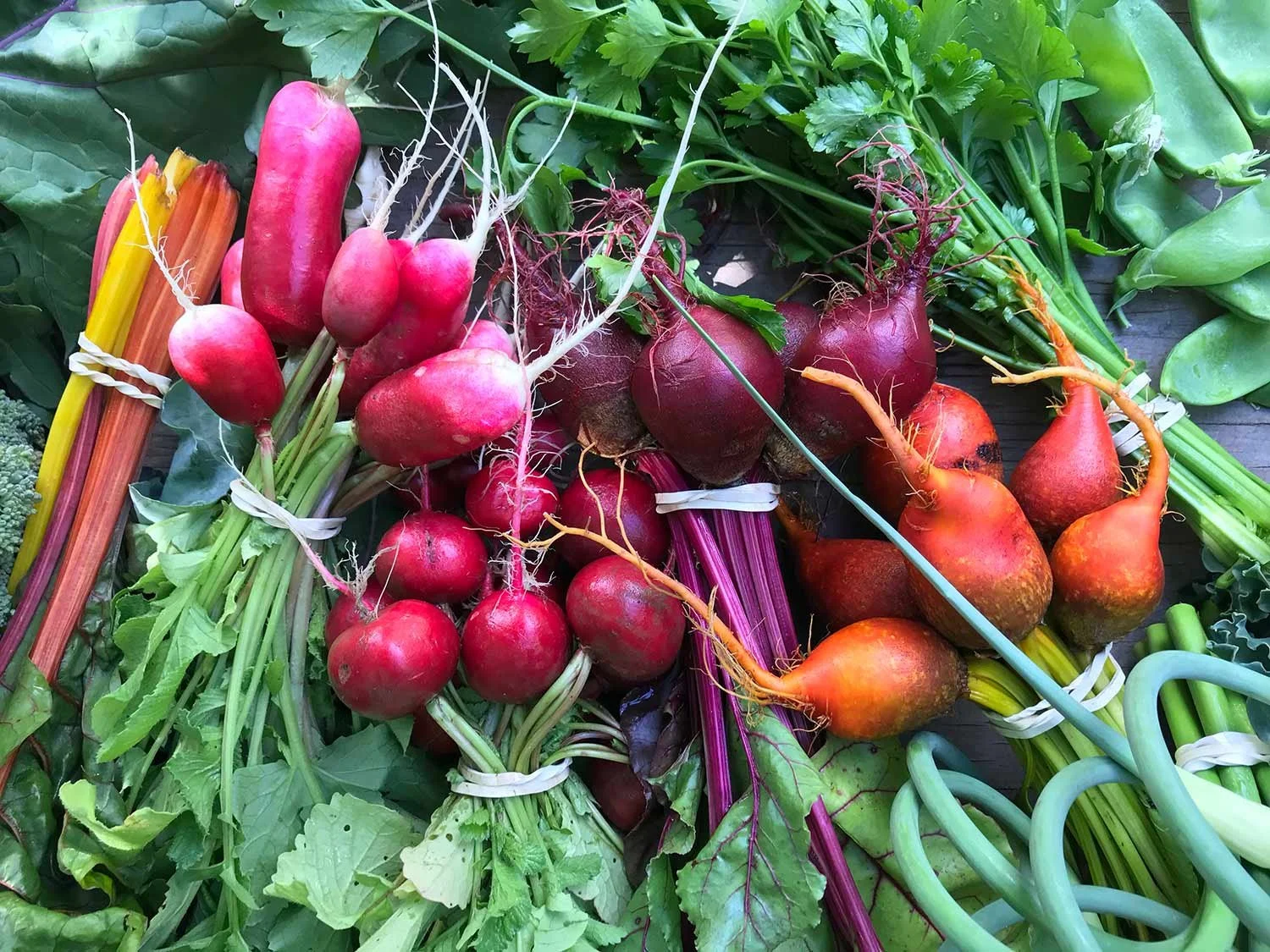 Assorted fresh vegetables including radishes, beets, carrots, green leafy vegetables, and chard, arranged on a surface.
