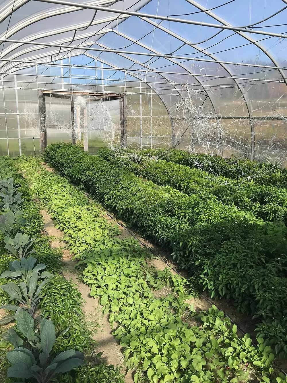 A greenhouse with rows of green leafy plants, some of which are damaged or covered with spider webs.