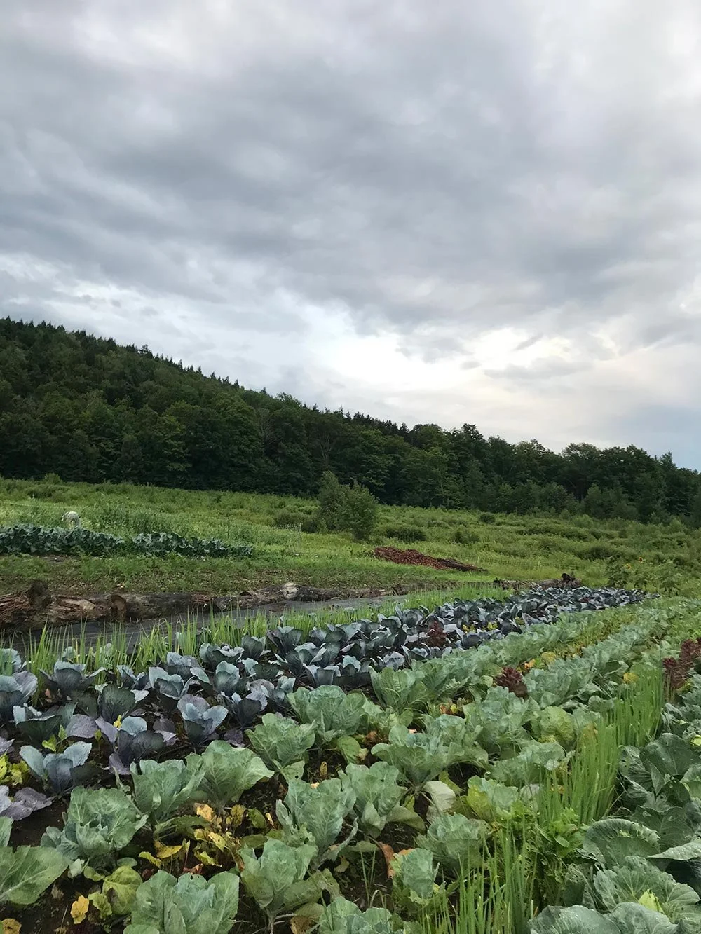 A vegetable farm with rows of leafy greens and purple cabbage growing in a field, surrounded by green trees and under a cloudy sky.