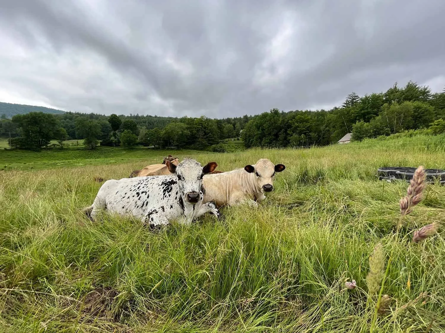 Two calves lying in green grass on a farm, with cloudy sky and trees in the background.