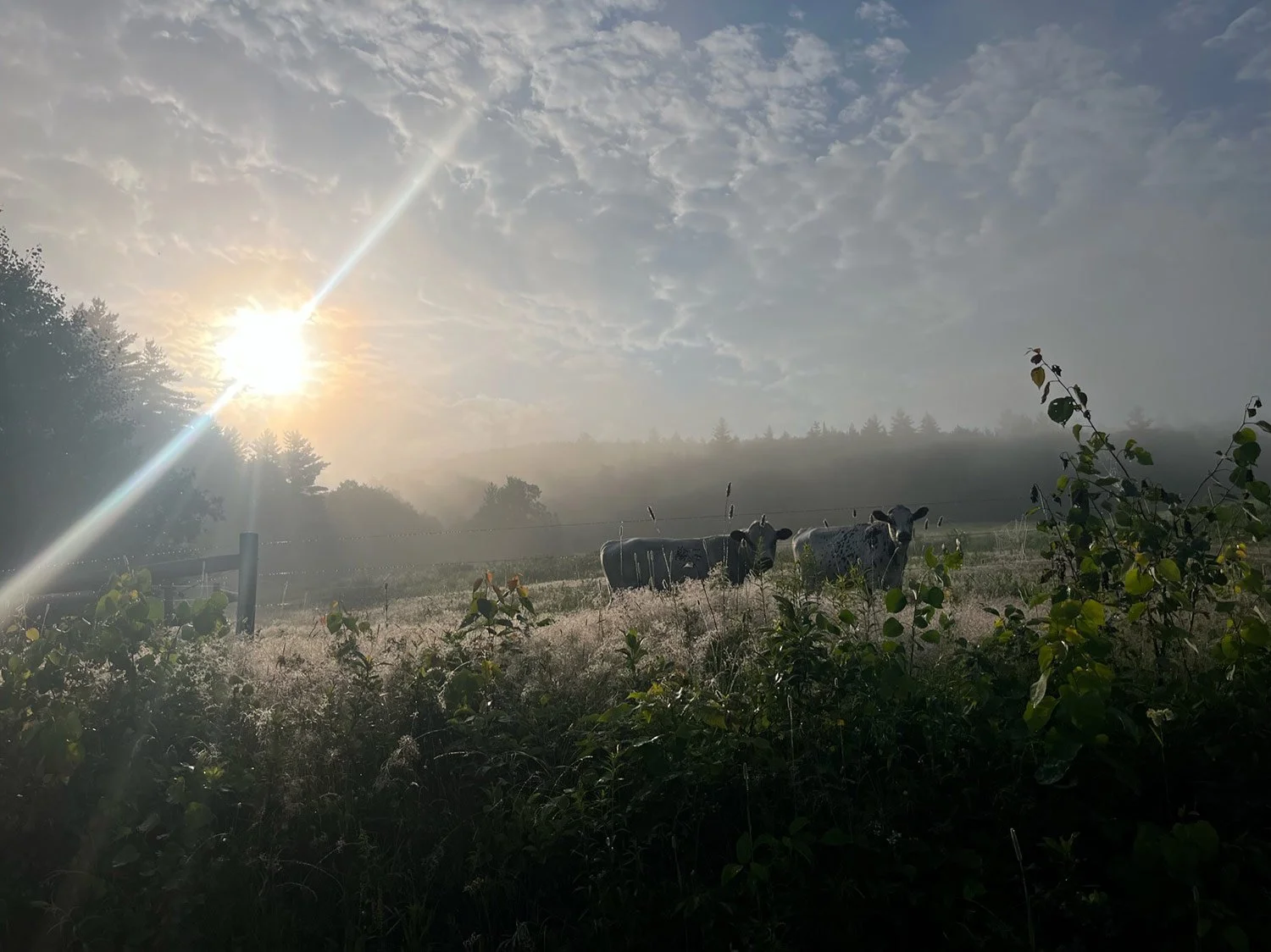 A rural landscape during sunrise with cows grazing in a field, trees in the distance, and a sky with scattered clouds.