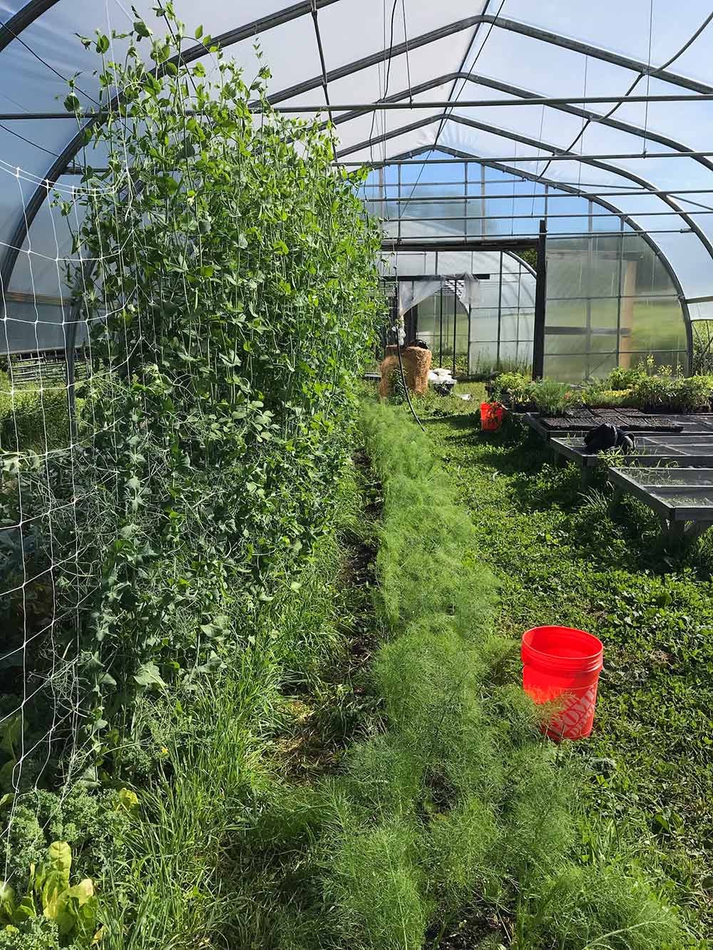 Inside a greenhouse, lush green plants grow along a trellis on the left, with other plants and gardening supplies on the right, including a red bucket. The greenhouse structure has a transparent, arched roof letting in sunlight.