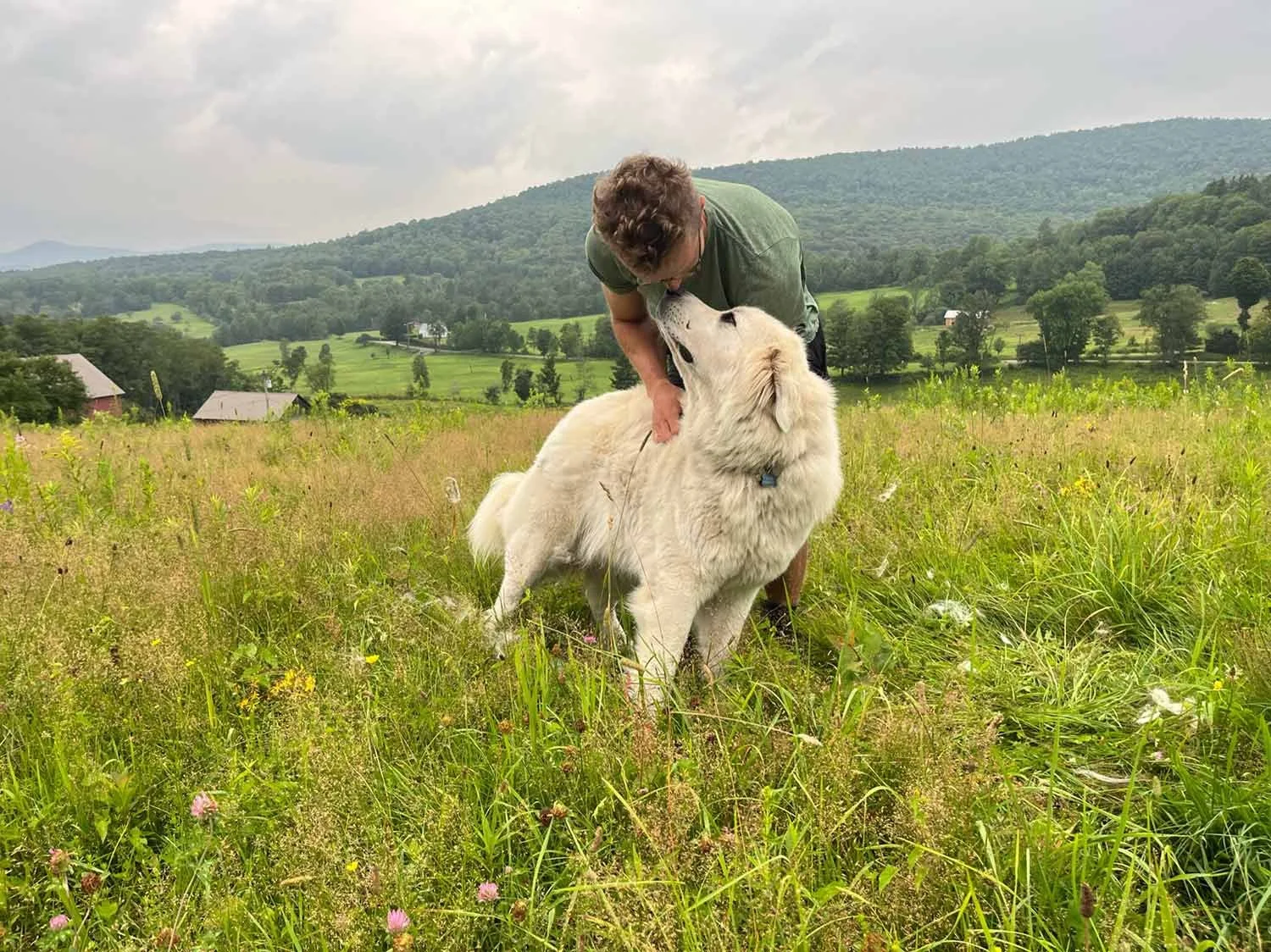 A man leaning over and touching noses with a large white fluffy dog in a grassy field with mountains and houses in the background.