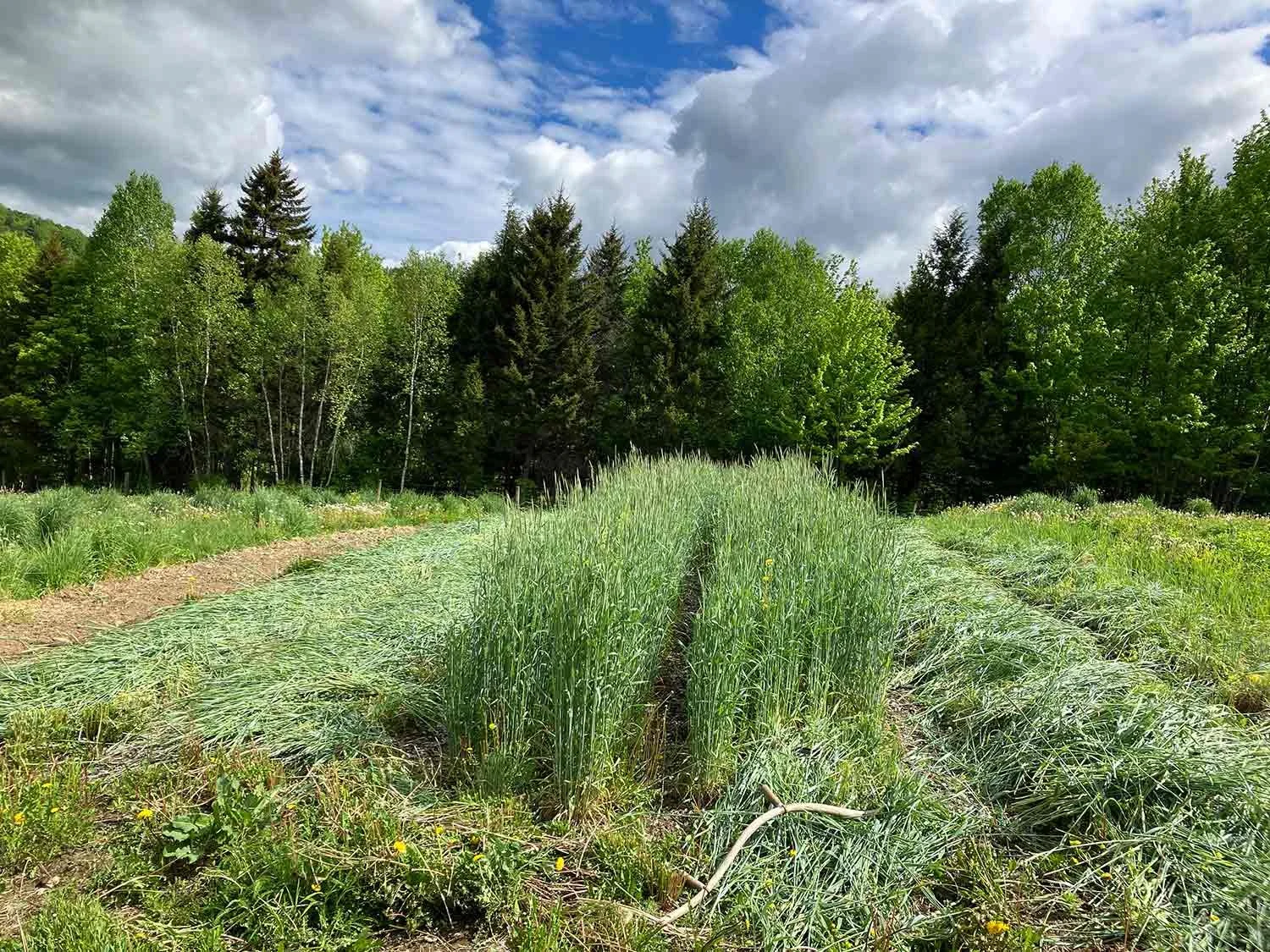 A green field of crops with a background of tall trees and a partly cloudy sky.