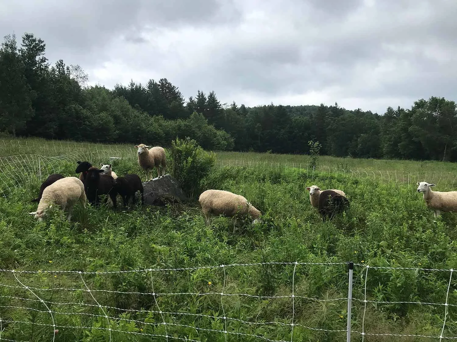 A group of sheep and lambs grazing in a green field behind a barbed wire fence, with trees and a cloudy sky in the background.