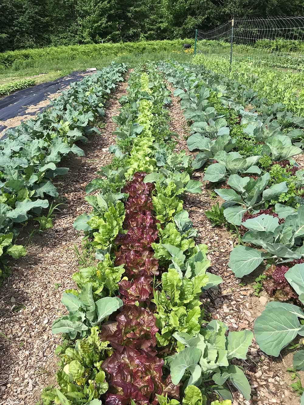 Rows of leafy green vegetables growing in a garden with a wire fence in the background.