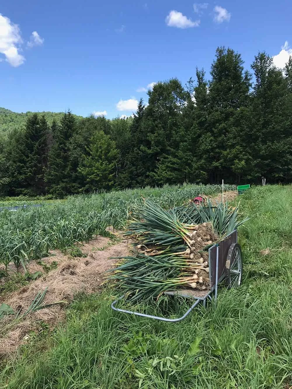 A garden cart loaded with freshly harvested garlic in a field surrounded by green trees and vegetation under a blue sky with scattered clouds.