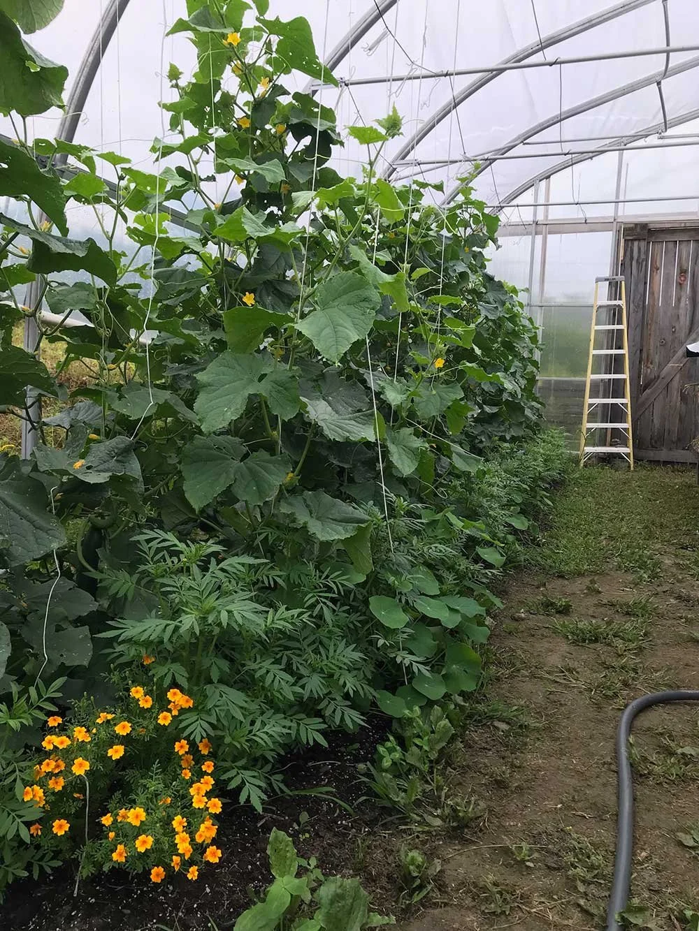 Greenhouse interior with cucumber plants climbing on trellises and orange flowers in the foreground, along with a yellow ladder and wooden shed at the back.