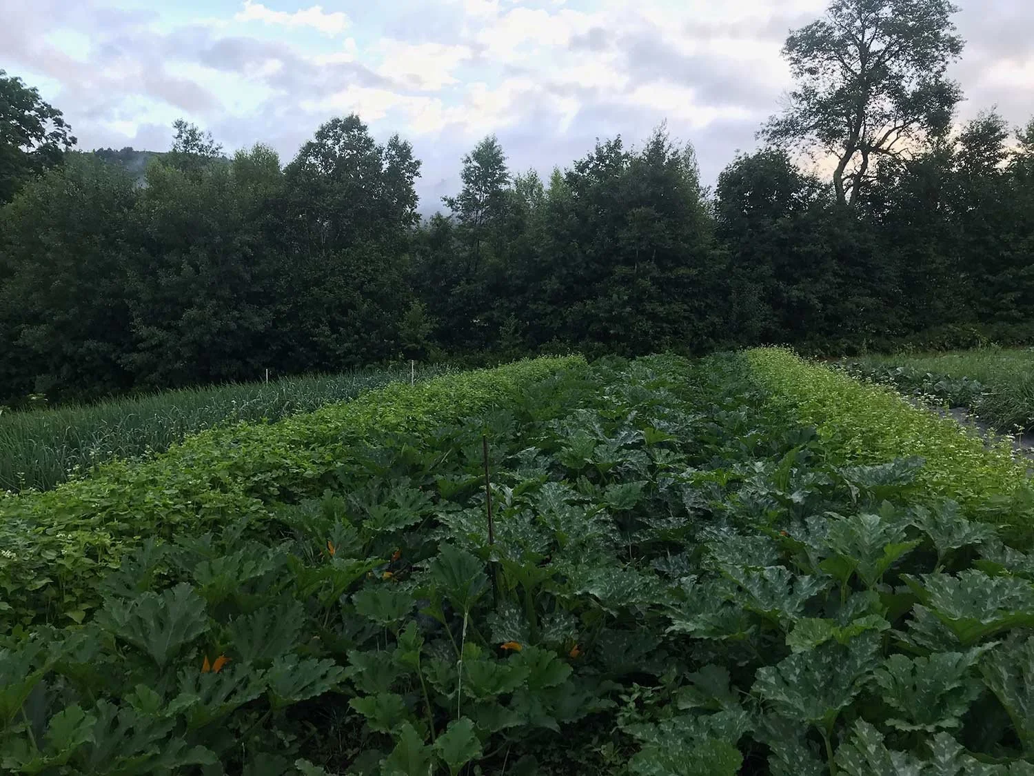 A vegetable garden with rows of lush green plants, surrounded by trees under a cloudy sky.