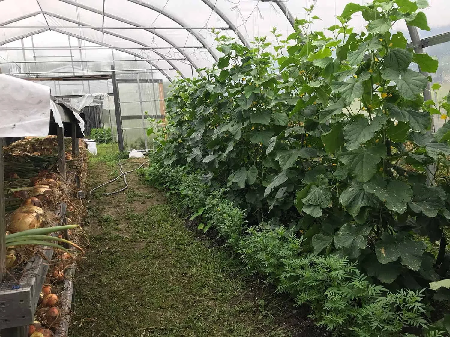 Inside a greenhouse with leafy green plants growing in rows on the right and onions stored on the left on shelves.