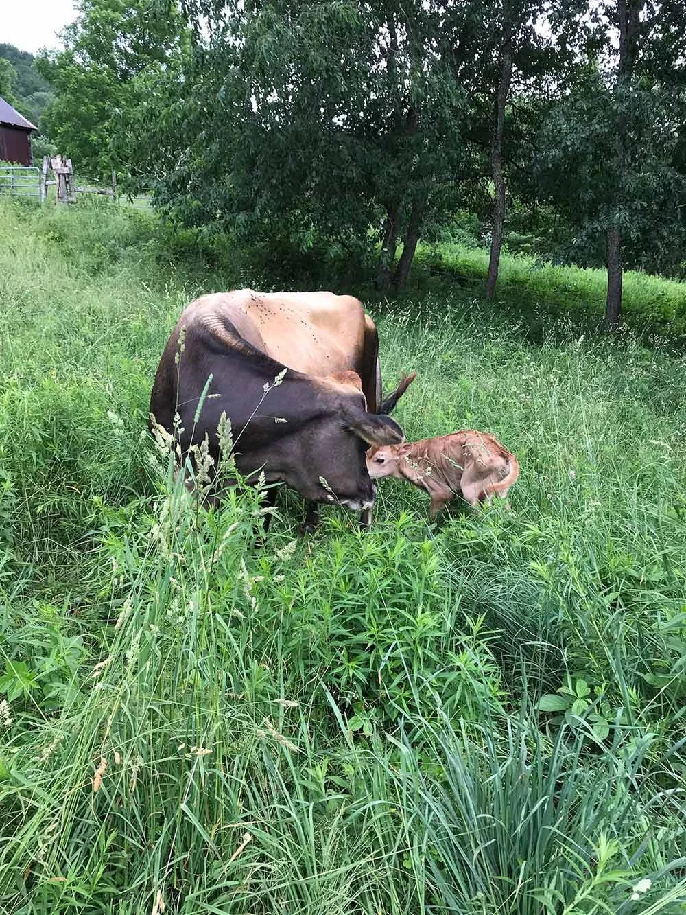A cow and a calf touching noses in tall green grass near trees on a farm.