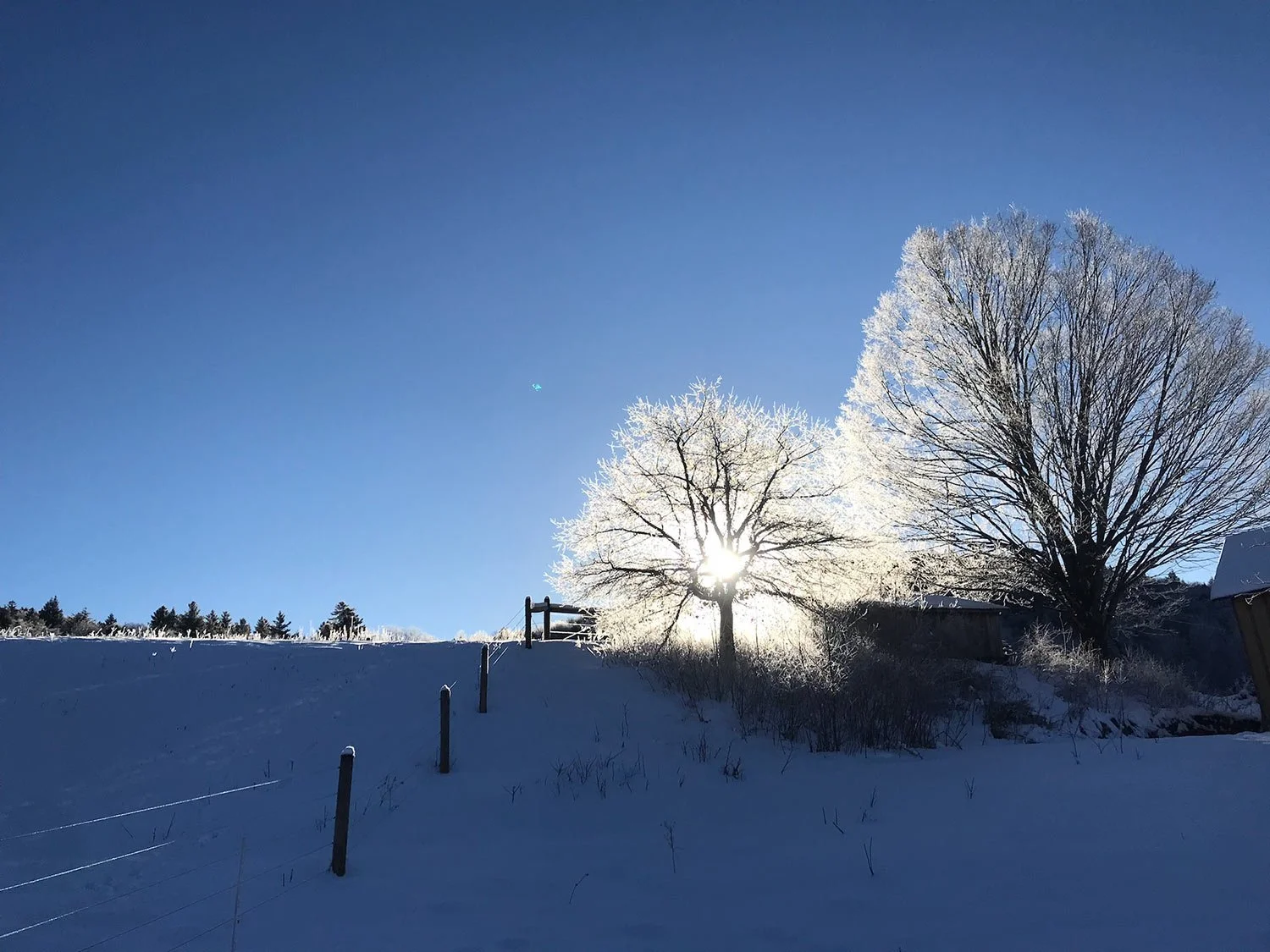 Snow-covered landscape with trees, fence, and the sun shining behind one tree, blue sky above.