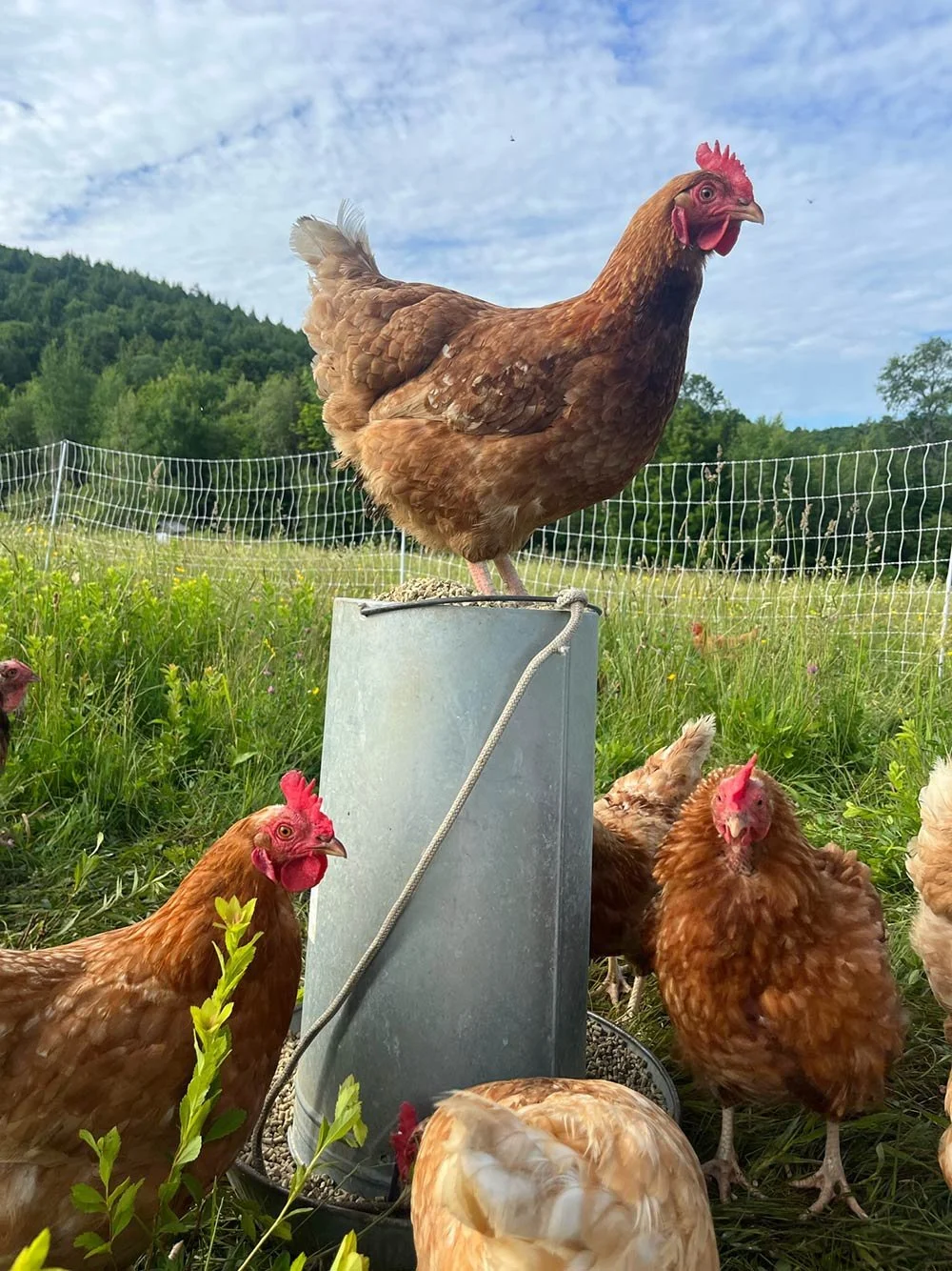 A group of brown chickens outside on a grassy area, with one chicken standing on a gray feeder and the others on the ground nearby. A wire fence and green trees are in the background, under a partly cloudy sky.