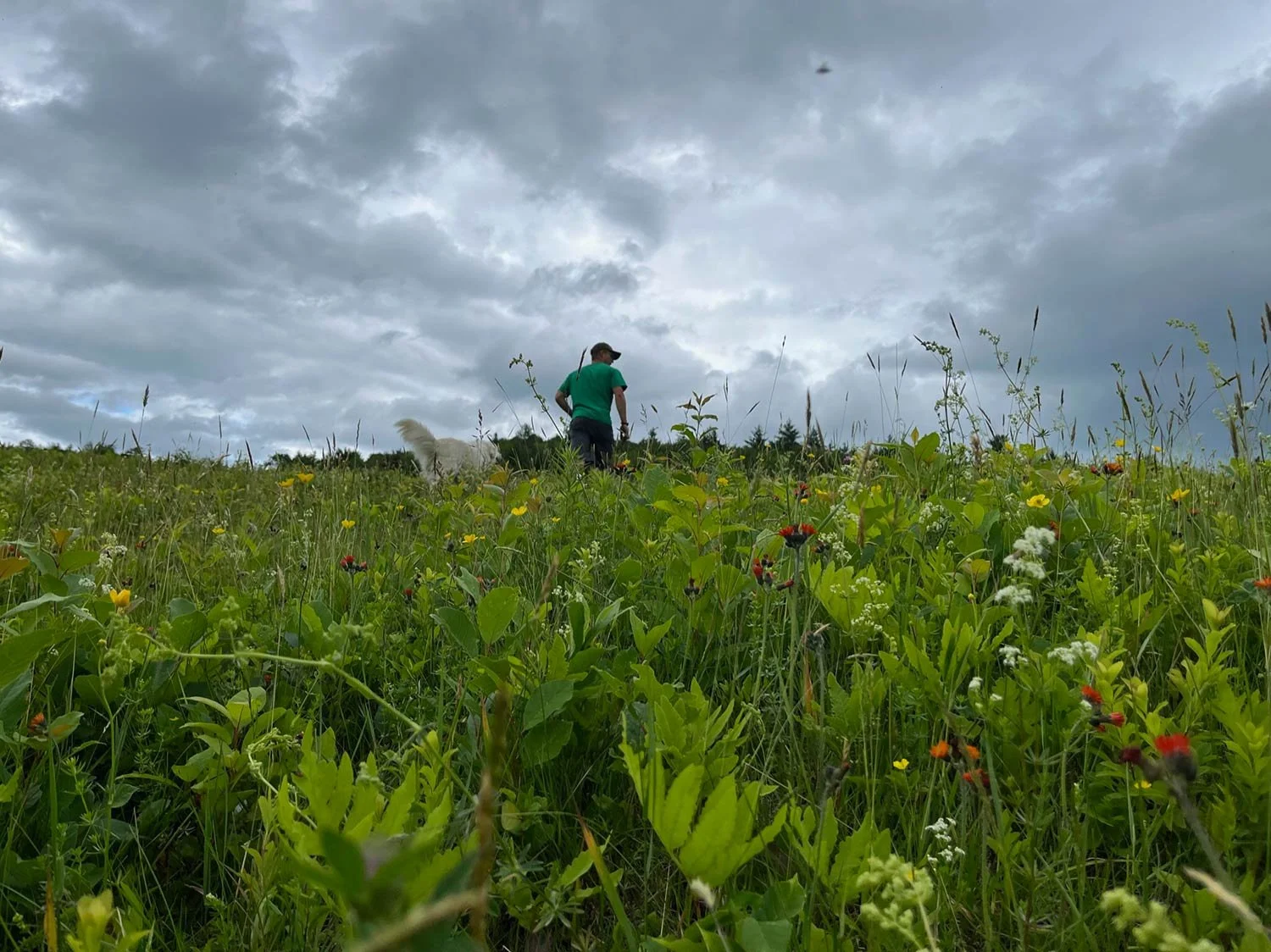 A person walking through a grassy field filled with wildflowers under a cloudy sky, with a dog nearby.