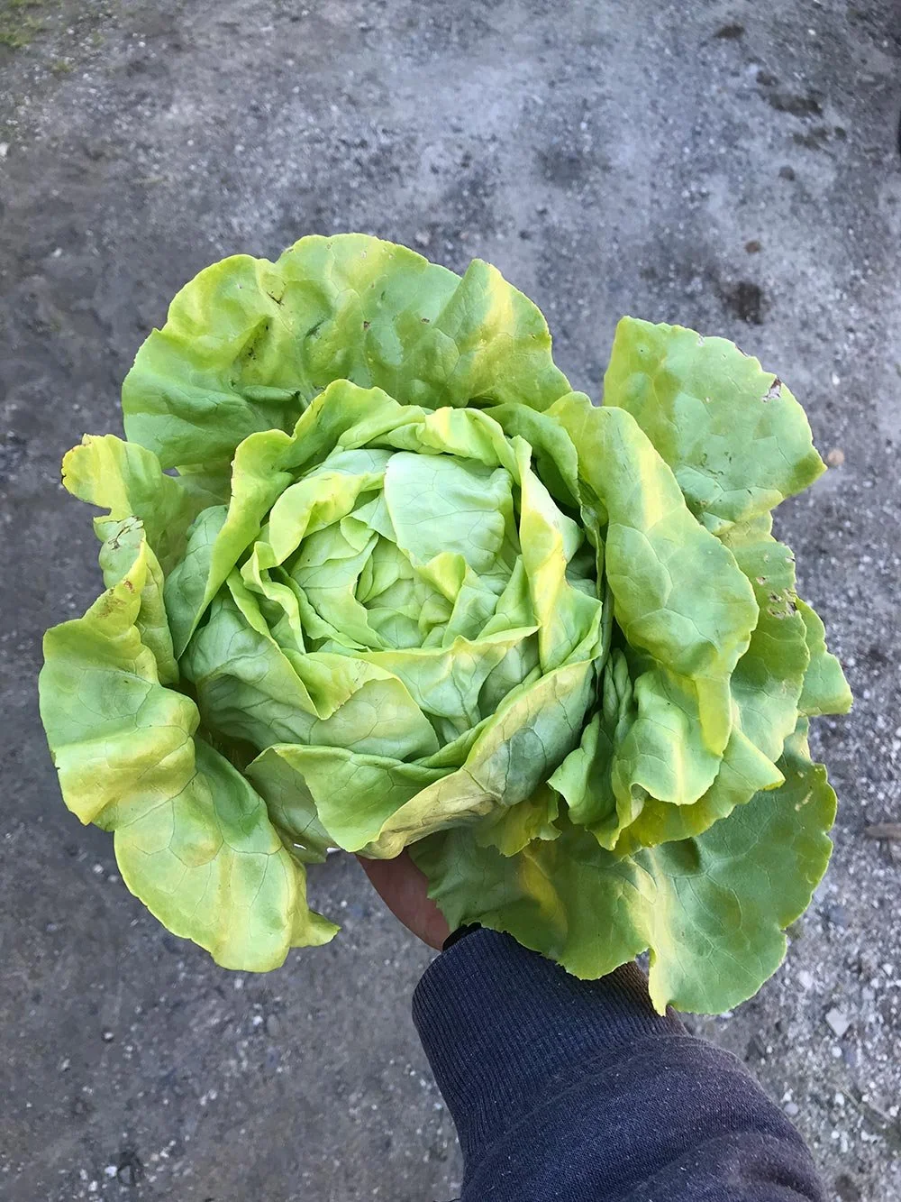 A hand holding a fresh head of green lettuce outdoors on a dirt ground.