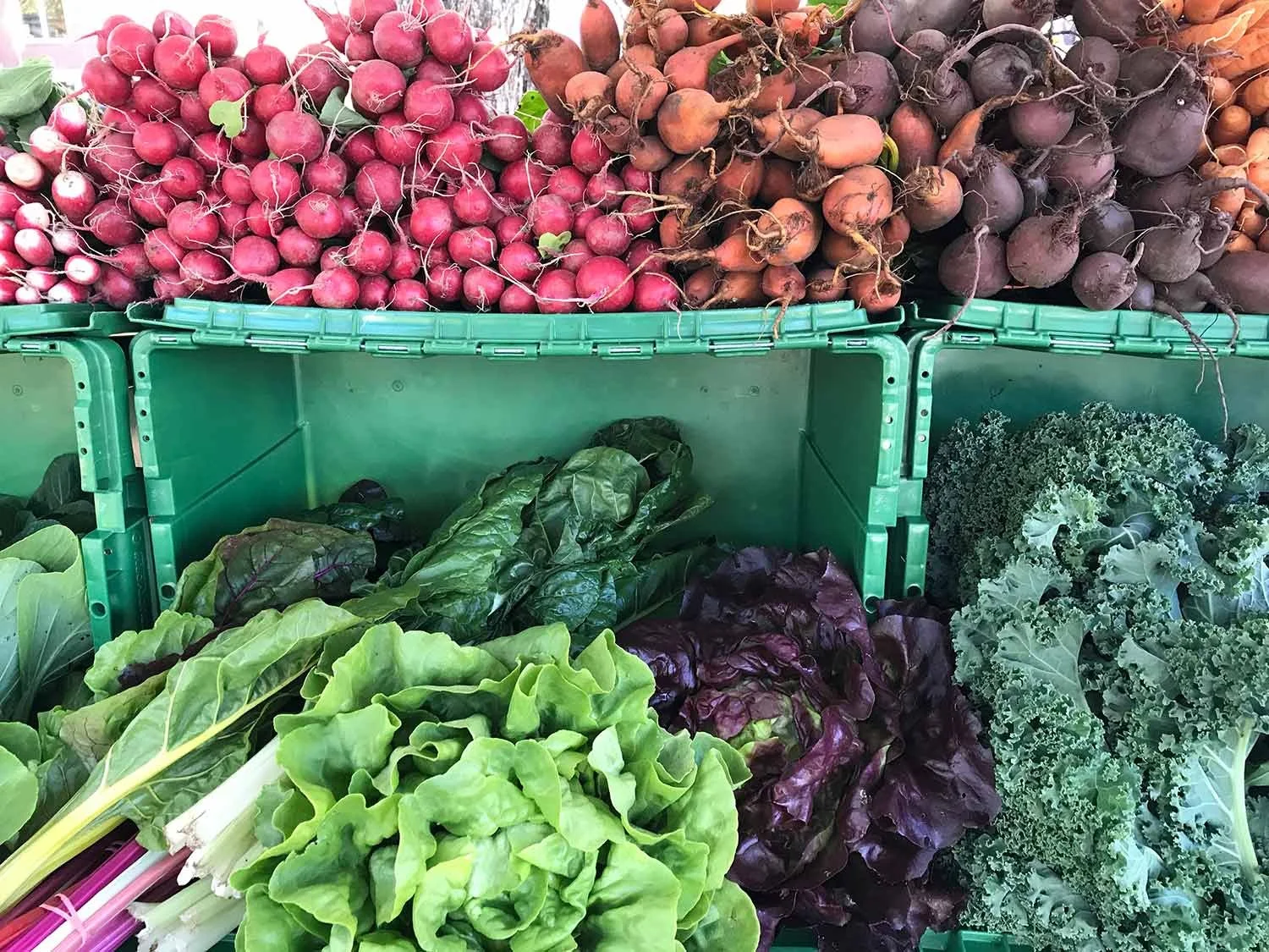 Fresh red radishes, brown and purple shallots, and various types of leafy greens including lettuce, kale, and Swiss chard displayed in green plastic bins at a market.