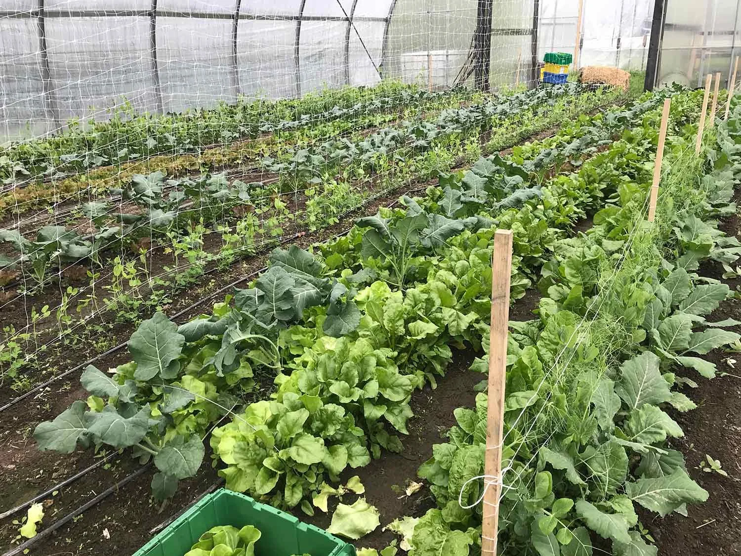 Inside a greenhouse with rows of leafy green vegetables growing in soil. There is a protective wire fence, and some plastic crates and hay bales in the background.