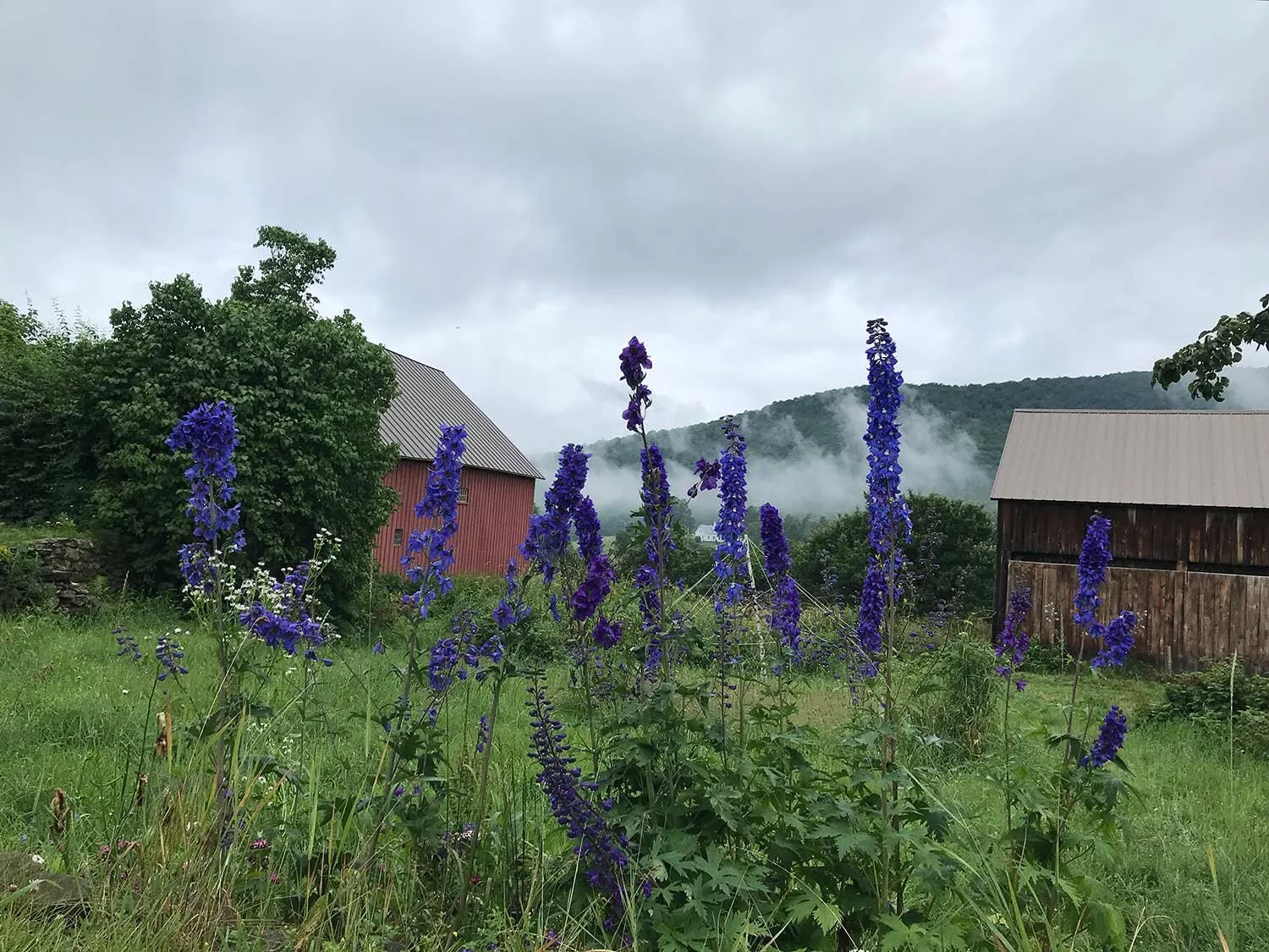 Purple delphinium flowers growing in a green field with two rustic wooden barns and a cloudy mountain background.