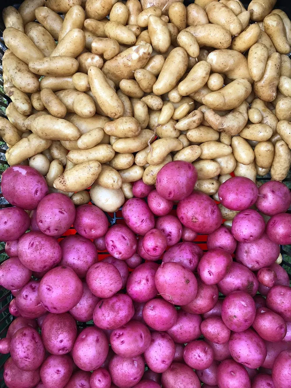 A basket of white and pink potatoes arranged in rows.