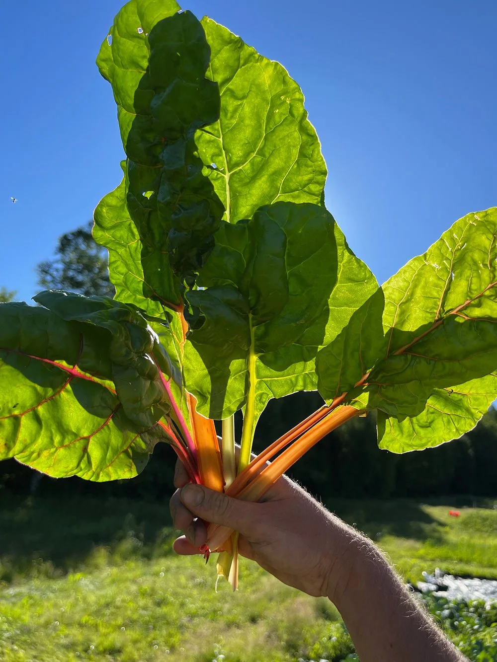 A hand holding a bunch of fresh Swiss chard with large green leaves and reddish stems against a clear blue sky.