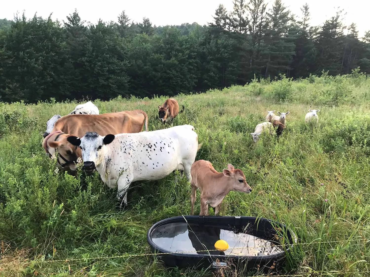 Cows grazing in a grassy field with trees in the background and a black water trough in the foreground.