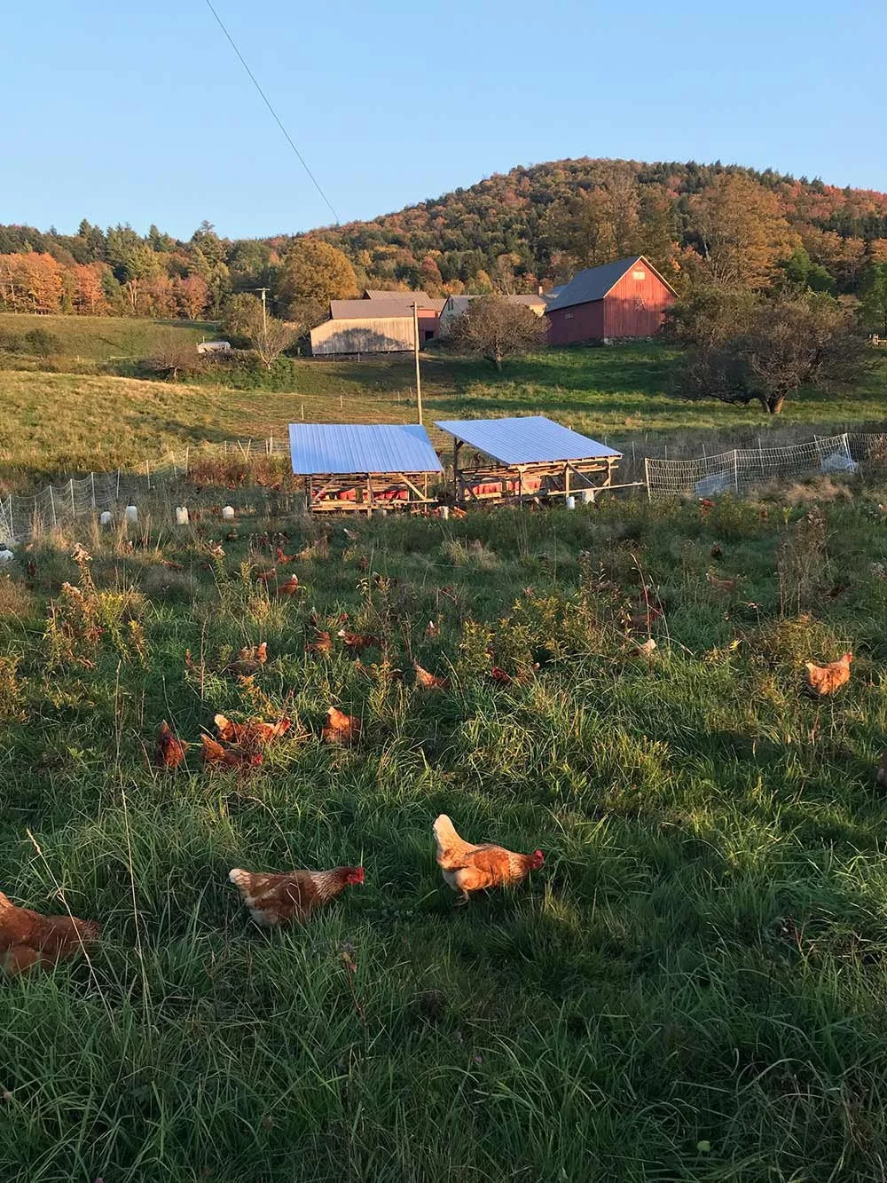 Grazing chickens on a farm with green grass, trees, and farm buildings in the background, and colorful autumn foliage on hills.