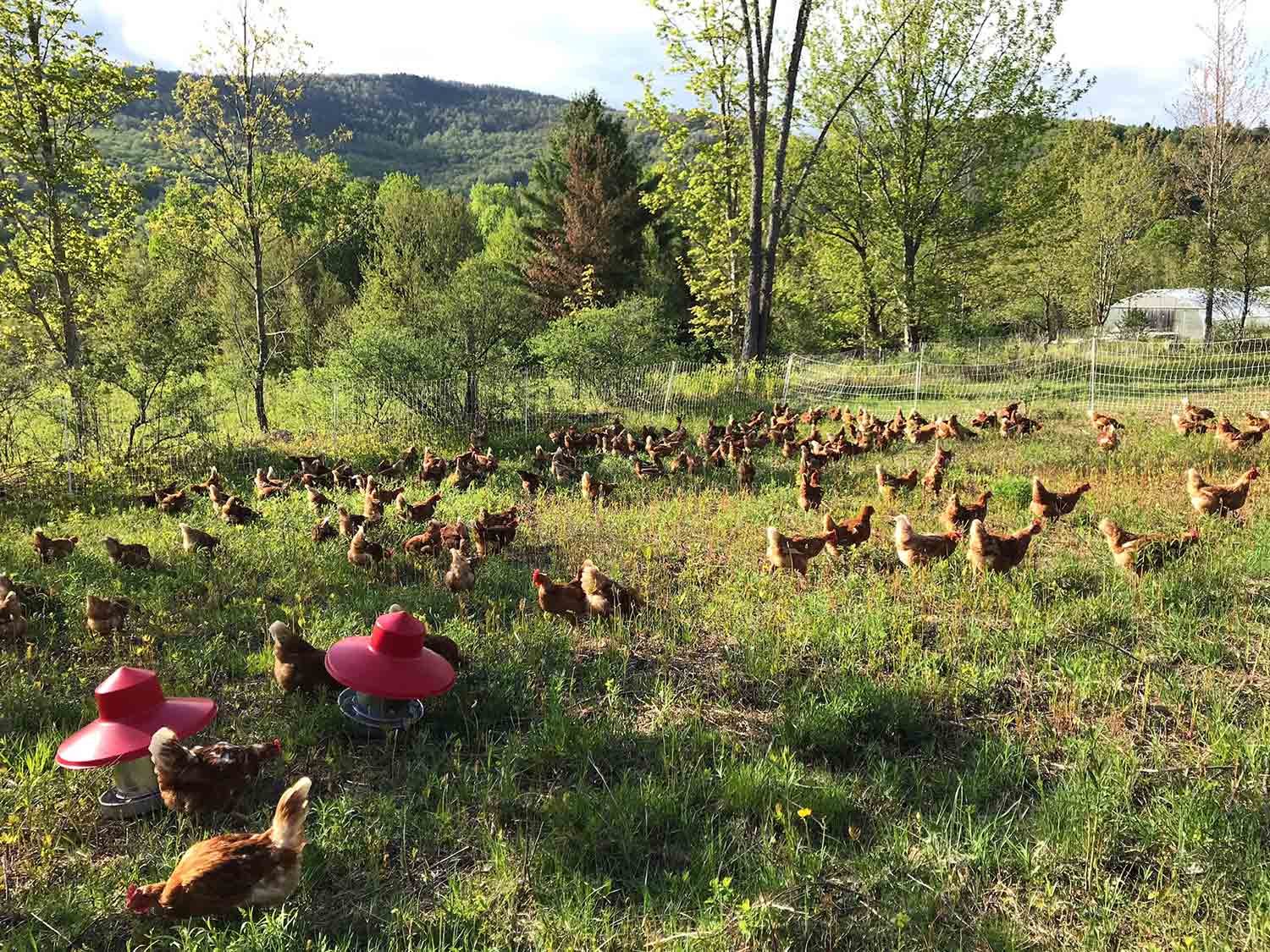 A group of chickens in a grassy yard surrounded by trees and a fence, with hills and a building in the background, under a partly cloudy sky.