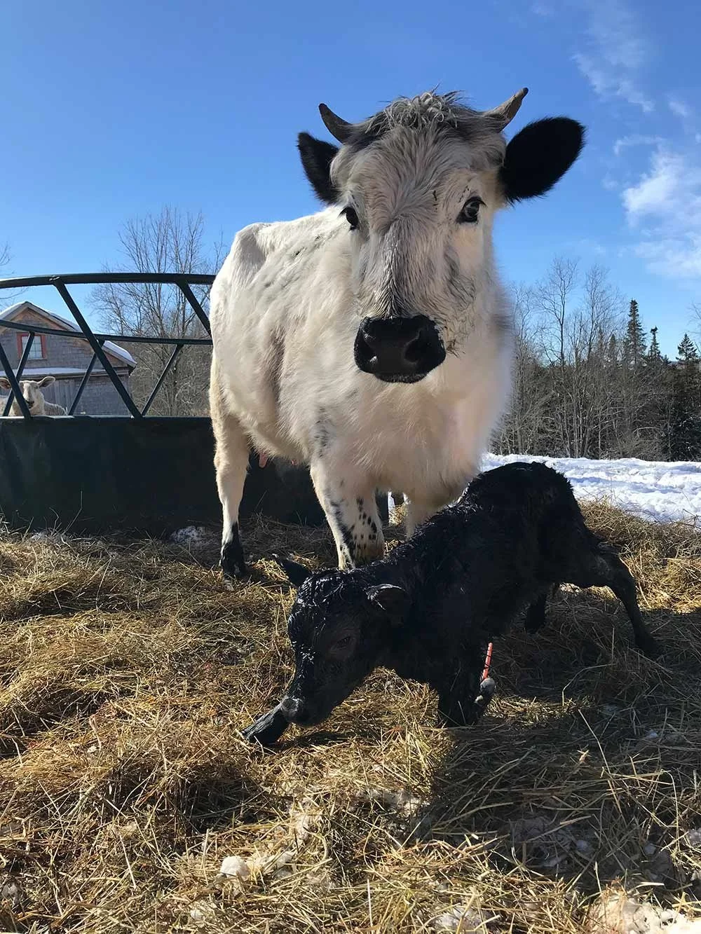 A white cow with black ears and horns standing outdoors on a hay-covered ground, with a small black calf lying on the hay in front of it. The background shows a blue sky, some snow, and trees.