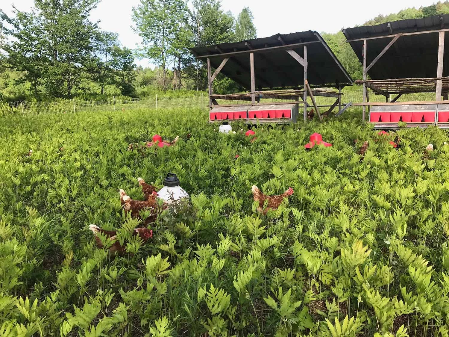 Chickens in a lush green field with chicken coop structures in the background, and water and feed containers among the vegetation.