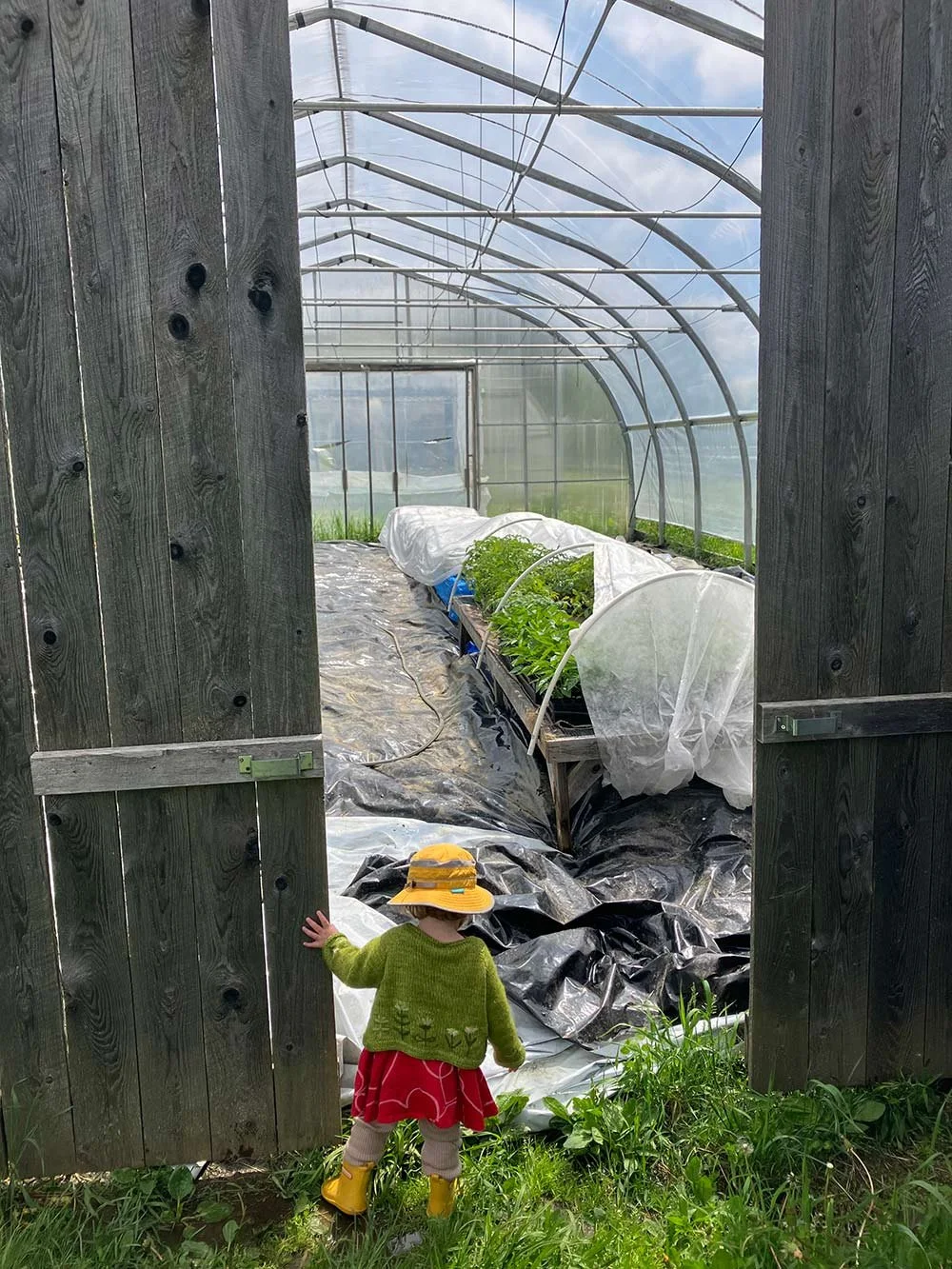 Small child wearing yellow rain boots, a green jacket, and a yellow hat opening a wooden door to a greenhouse with plants inside.