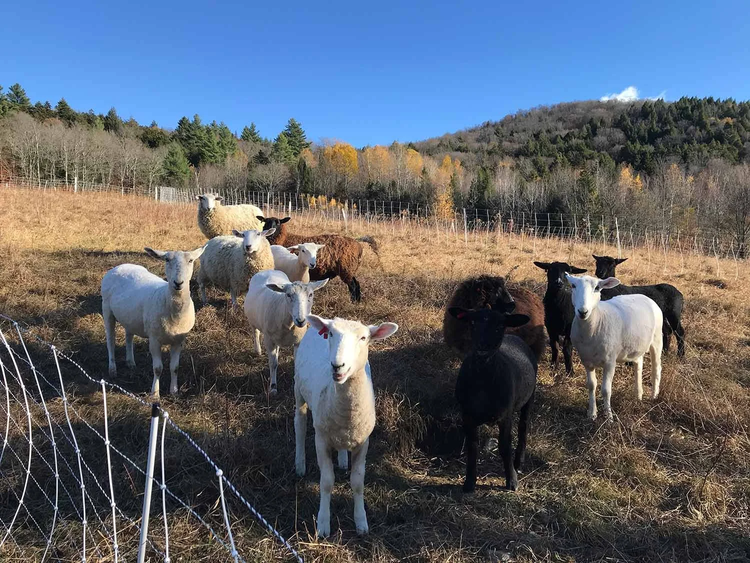 A group of sheep standing in a fenced field with a backdrop of trees on a hillside and a clear blue sky.