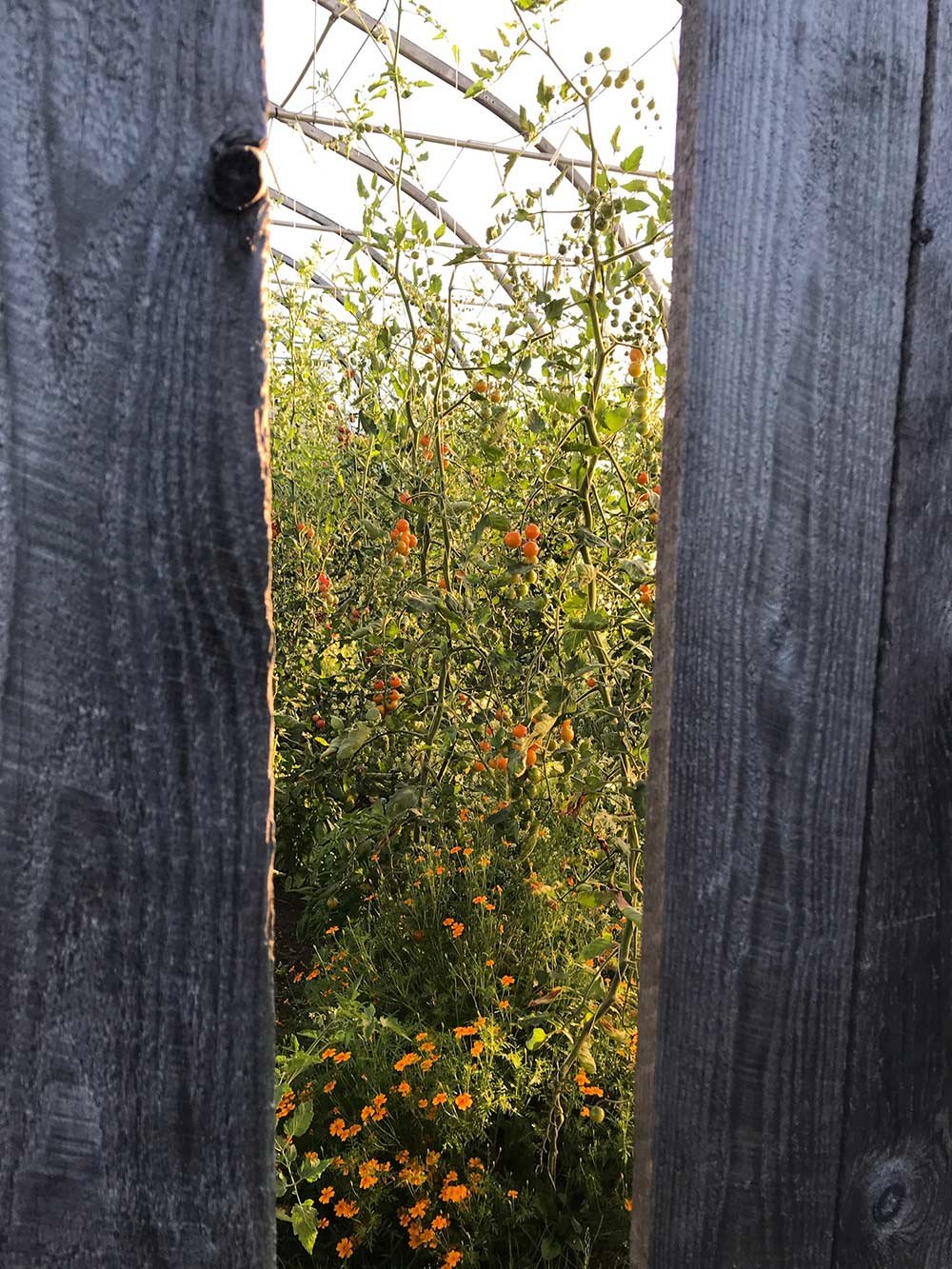 View of a garden with tomato plants and yellow flowers seen through a narrow gap between wooden fence slats.