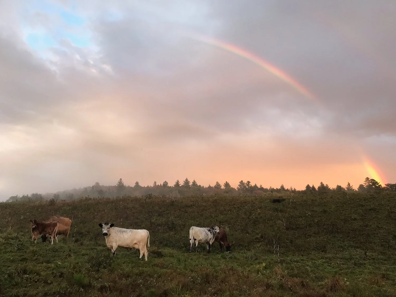 Four cows grazing on a grassy field with a double rainbow in the sky and a sunset in the background.