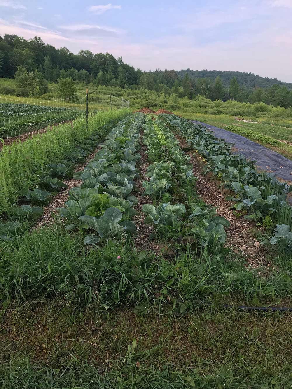 Farm field with rows of leafy greens and cabbage plants, surrounded by green hills and trees in the background.