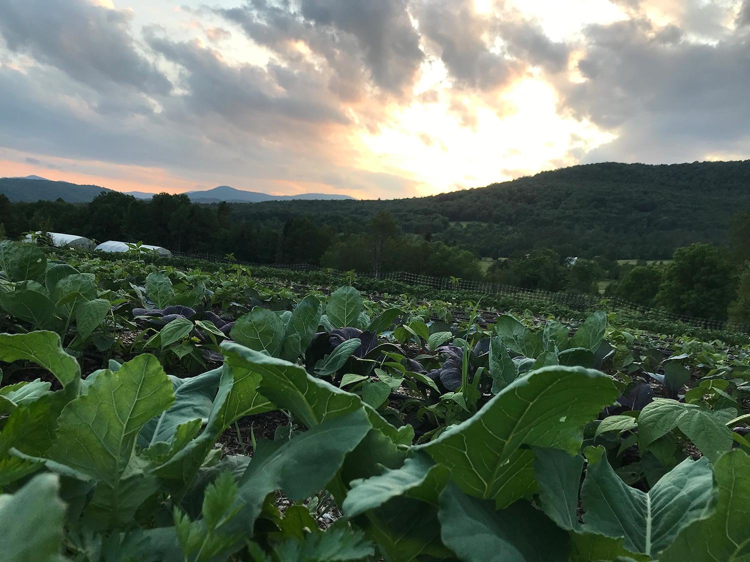 A farm with rows of leafy green and purple vegetables under a cloudy sunset sky with hills in the background.