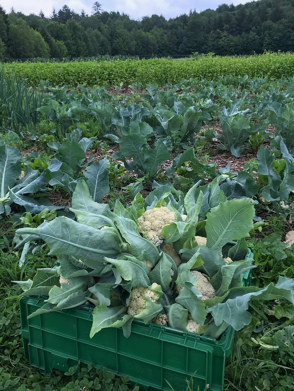 A field of green cauliflower plants in a farm. A green crate filled with freshly harvested cauliflower is in the foreground.