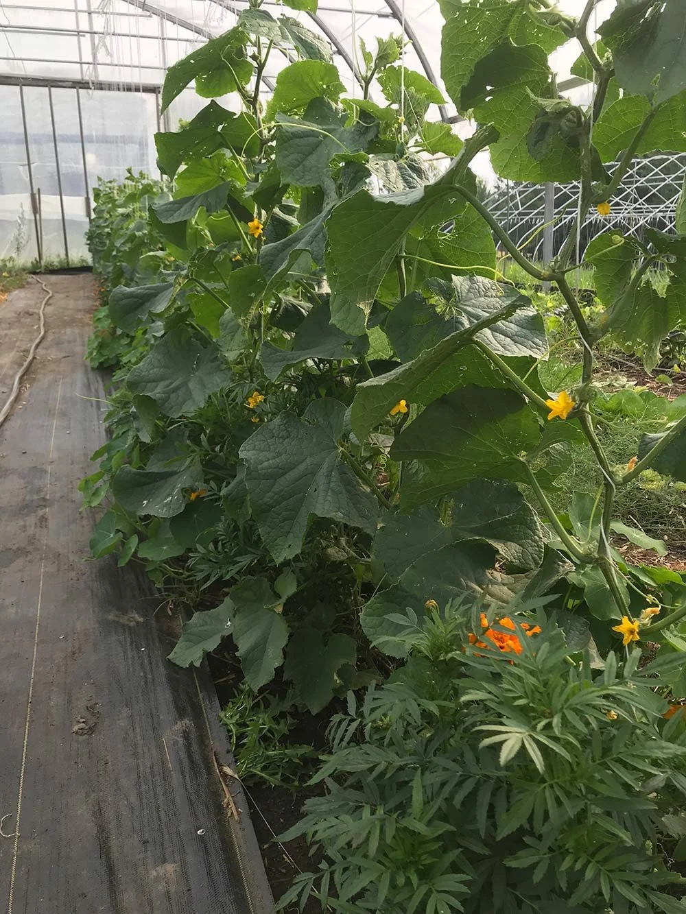 Green leafy plants with yellow flowers growing in a greenhouse.