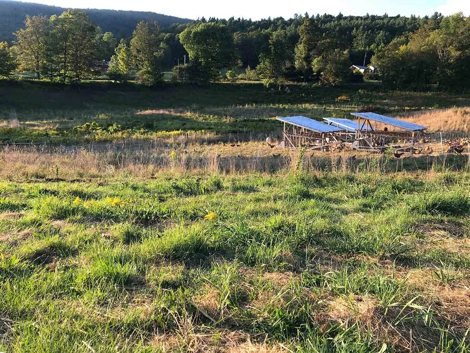 A rural landscape with grassy foreground, a fenced garden area, and a wooden shed with a metal roof in the middle distance. Backed by green trees and rolling hills under a clear sky.