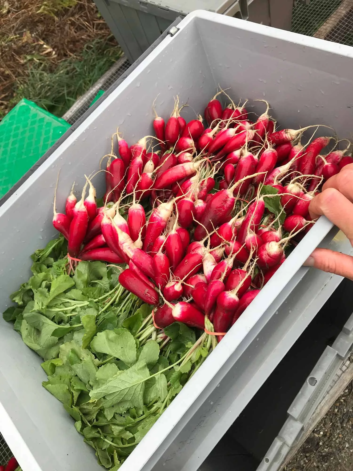 A white plastic container filled with freshly harvested red radishes, some with green leaves attached, placed outdoors.