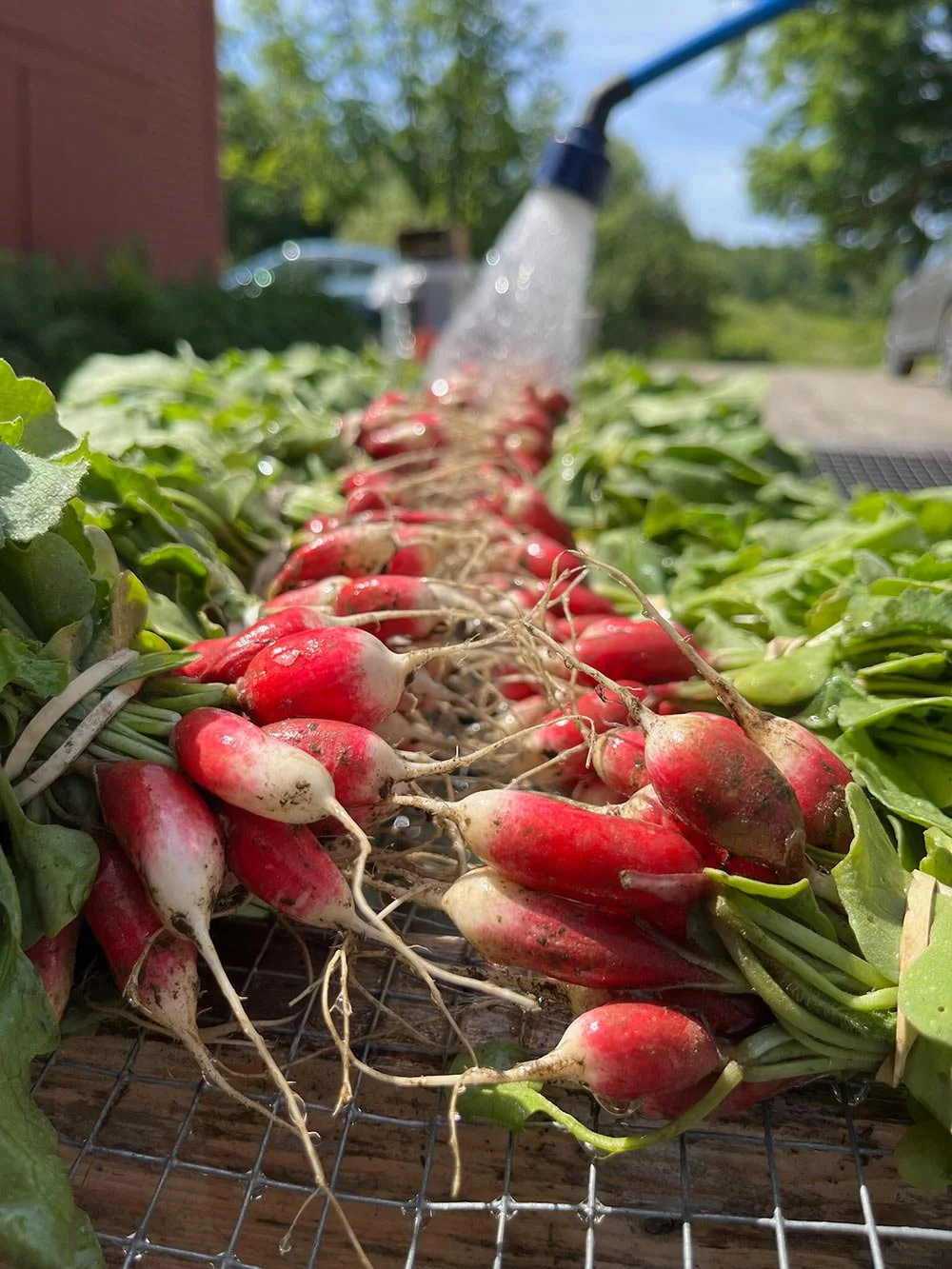 Radishes being washed on a wire rack outside with a hose stream of water, green leaves on the side, and a background of trees and sky.