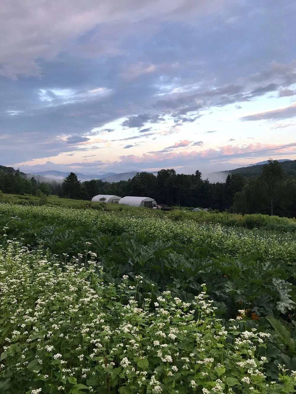 A scenic landscape of a farm with green crops and white flowers in the foreground, rolling hills, trees, greenhouses, and a cloudy sky at sunset.