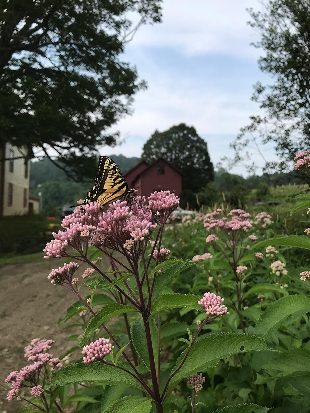 A butterfly perched on pink flowers in a garden area with trees and a barn in the background.