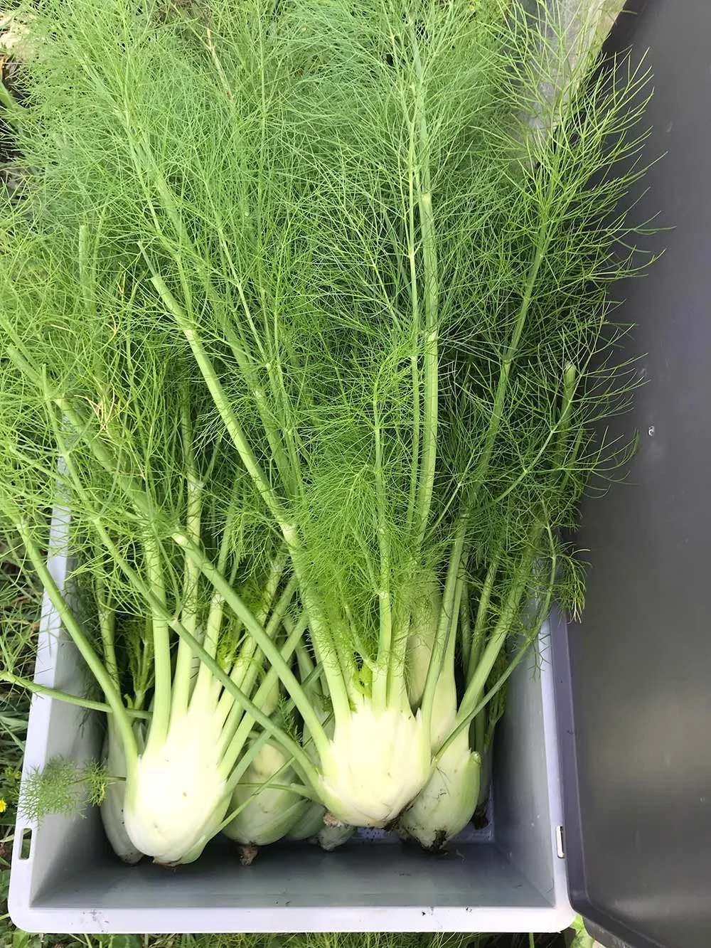 Fresh fennel bulbs with fronds in a gray container.