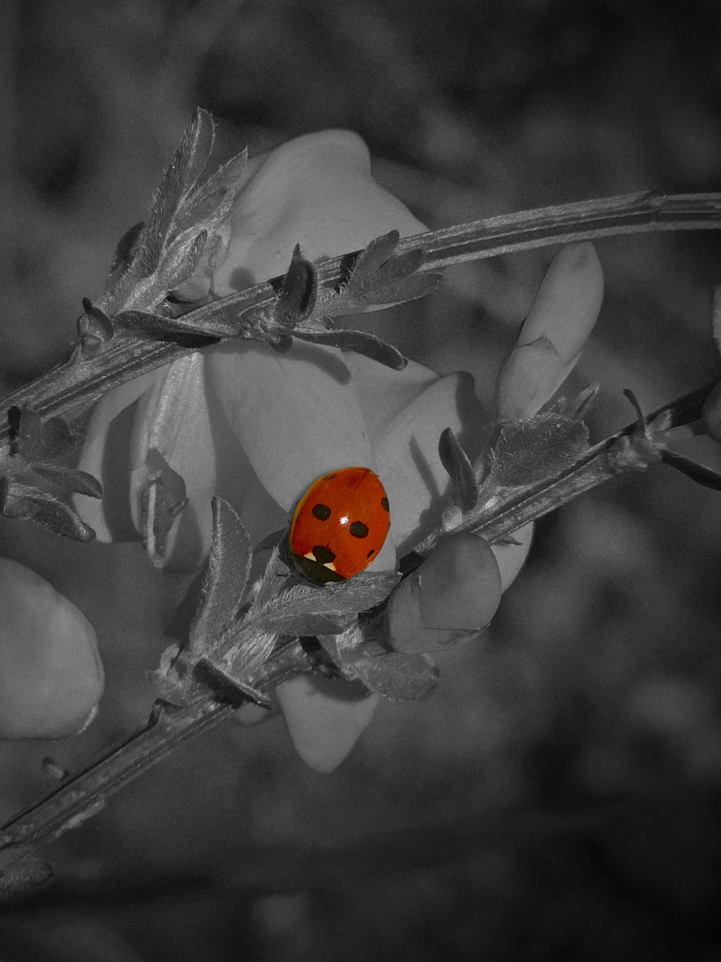 A hand holding a branch with a ladybug on it. The image is in black and white except for the ladybug which is bright orange with black spots.